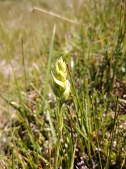 Spiranthes diluvialis