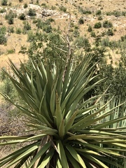 Yucca schottii