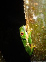 Agalychnis taylori