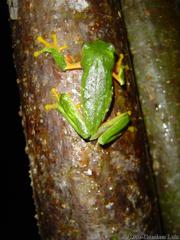 Agalychnis taylori