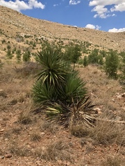 Yucca schottii
