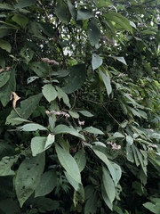 Solanum