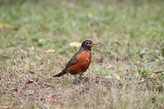 Turdus migratorius
