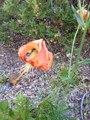 Lilium pardalinum vollmeri