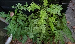 Corydalis cheilanthifolia