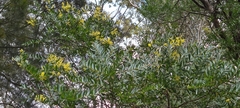 Acacia prominens