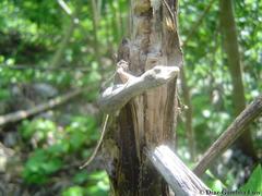 Anolis ustus