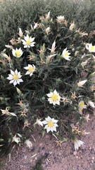 Mentzelia laevicaulis