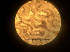 Rhizopogon pseudoroseolus