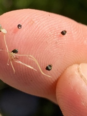 Fluminicola turbiniformis