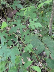 Vitis palmata