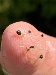 Fluminicola turbiniformis