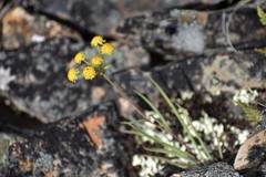 Bupleurum americanum