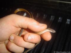 Coniophanes schmidti