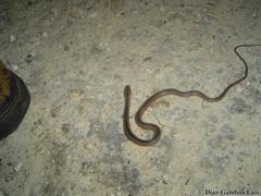 Coniophanes schmidti