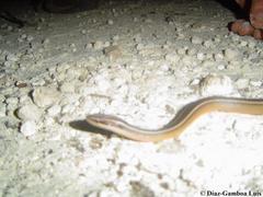 Coniophanes schmidti