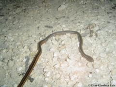 Coniophanes schmidti