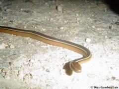 Coniophanes schmidti