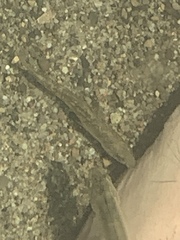 Gasterosteus aculeatus microcephalus