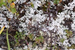 Masonhalea richardsonii