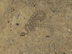 Crotalus oreganus concolor