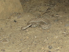 Crotalus oreganus concolor