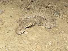 Crotalus oreganus concolor
