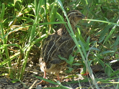 Coturnix