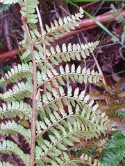 Polystichum proliferum