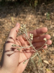 Pseudognaphalium thermale