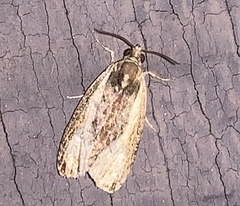 Olethreutes quadrifidum