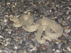 Crotalus oreganus concolor