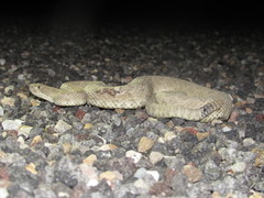 Crotalus oreganus concolor
