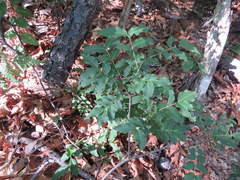 Buckleya distichophylla