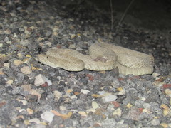 Crotalus oreganus concolor