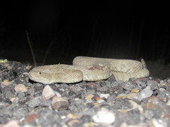 Crotalus oreganus concolor