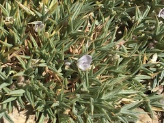 Astragalus kentrophyta danaus
