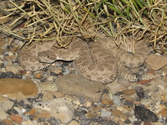 Crotalus oreganus concolor