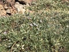 Astragalus kentrophyta danaus
