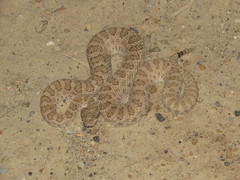 Crotalus oreganus concolor