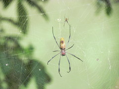 Trichonephila clavipes
