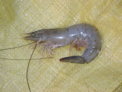 Penaeus