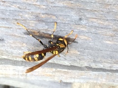 Polistes rothneyi iwatai