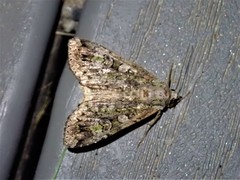Anaplectoides