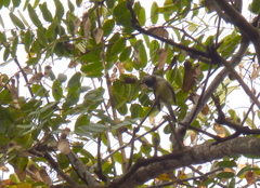 Serpophaga griseicapilla
