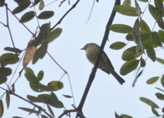 Serpophaga griseicapilla