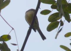 Serpophaga griseicapilla