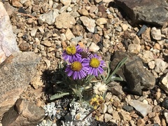 Erigeron pygmaeus