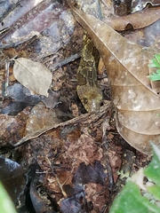 Atractus major