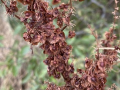 Rumex cristatus
